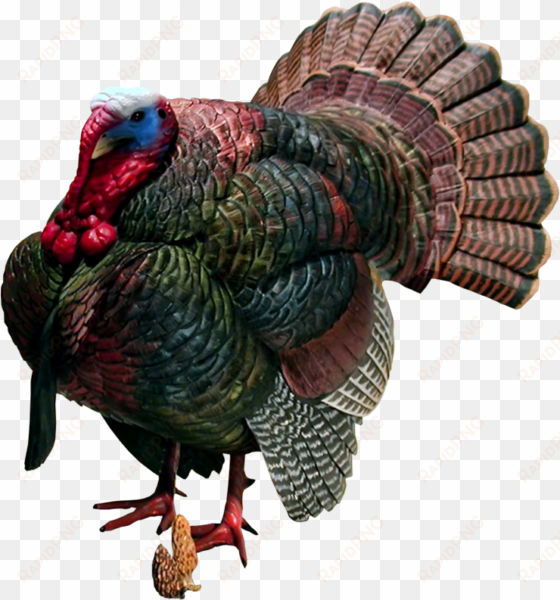 turkey bird png image with transparent background - clip art