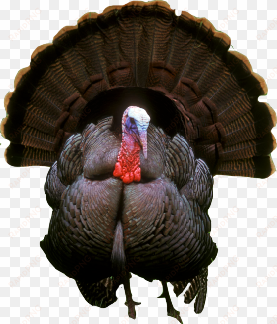 Turkey Png Photos - Turkey Png transparent png image