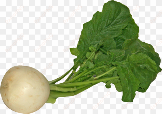 turnip png image1 - turnip png