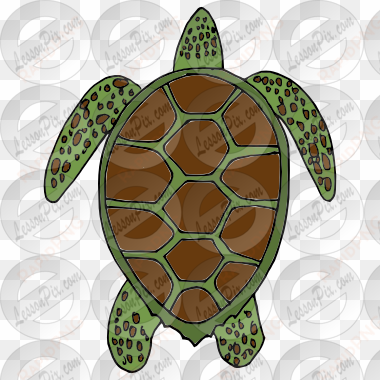 turtle clipart sea plant - clip art