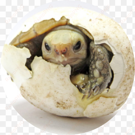 turtle cracking egg round - turtle egg png