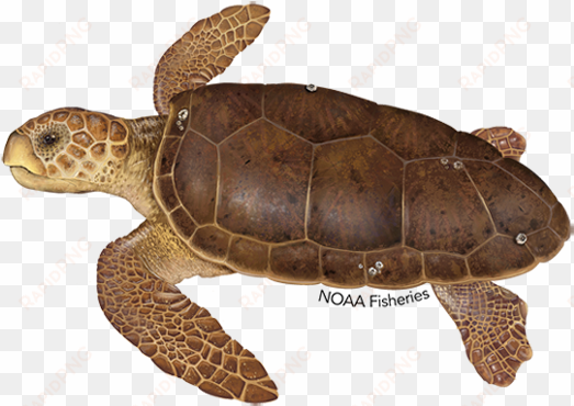 turtle olive ridley - loggerhead sea turtle