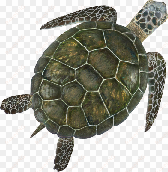 turtle png - green sea turtle png