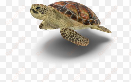 turtle png picture - transparent background turtle png transparent