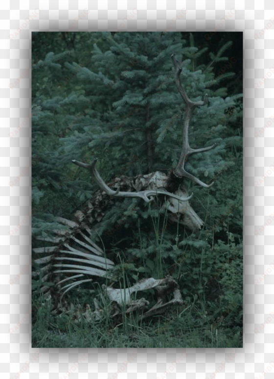 twa4bd dark woods aesthetic mahariel aesthetic - elk skull