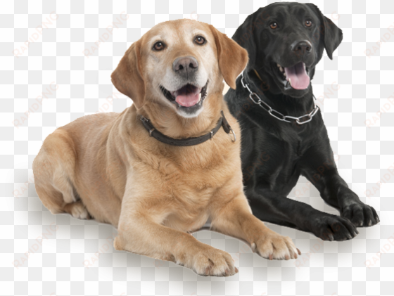 two cute dogs - dog