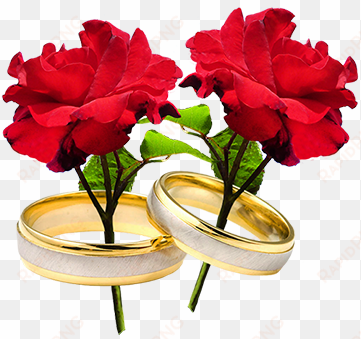 two red roses and wedding rings - wedding ring with flowers png