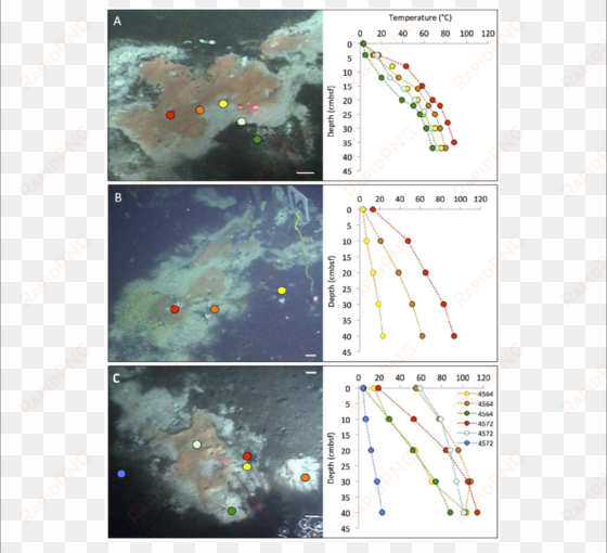 typical " fried egg " microbial mats - beggiatoa