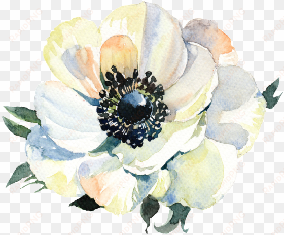 una acuarela pintada a mano flor png transparente - 花 素材 png
