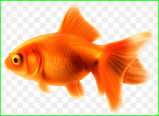 unbelievable goldfish png clipart best web backsplash - goldfish clipart