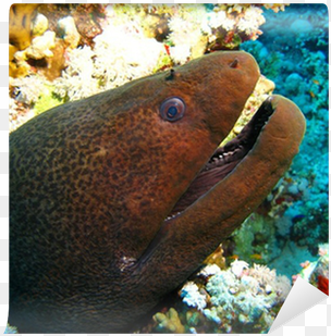 Underwater transparent png image