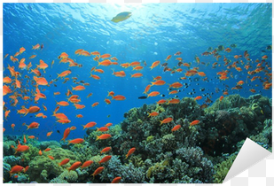 Underwater Fish Png Download - Coral Reef transparent png image