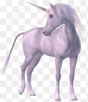 unicorn mythical creatures mane white horn - unicornun kaç boynuzu var