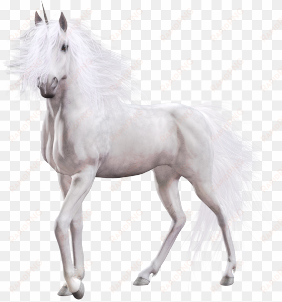 unicorn white horse