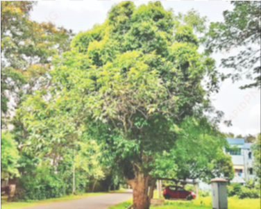 unique tree on iit kharagpur campus attracts botanists - indian institute of technology kharagpur