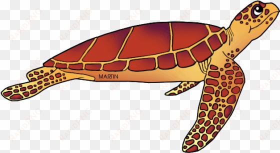 united states clip art by phillip martin - kemp's ridley sea turtle cartoon