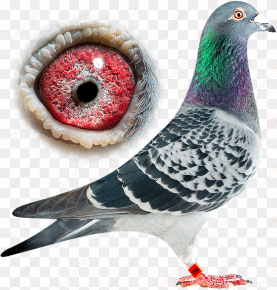 Usain Bolt - Pigeons And Doves transparent png image