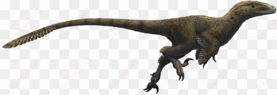 utahraptor ostrommaysorum - utahraptor png