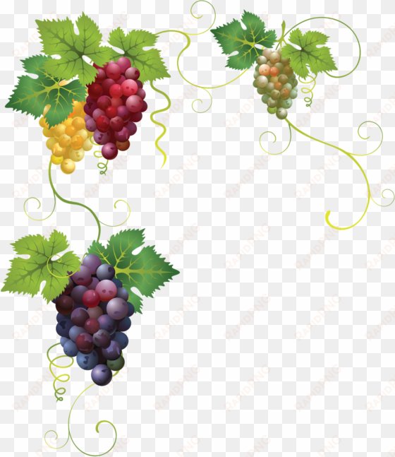 uvas negras png winogrona - variedades de uvas tintas