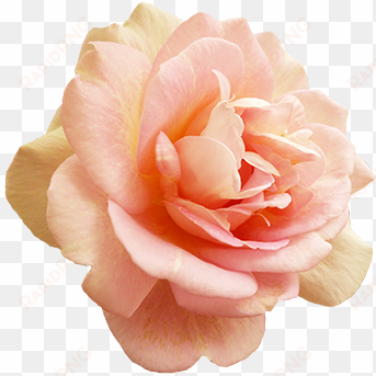 valentine's day pink rose - blush pink rose png