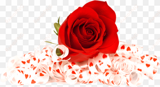 valentines day roses png photo - flowers red rose png