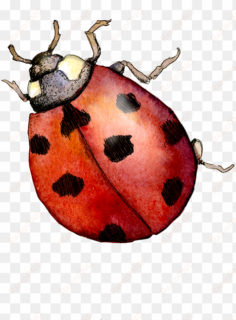 various sketches from the watercolor sketchbook i kept - watercolor ladybug png