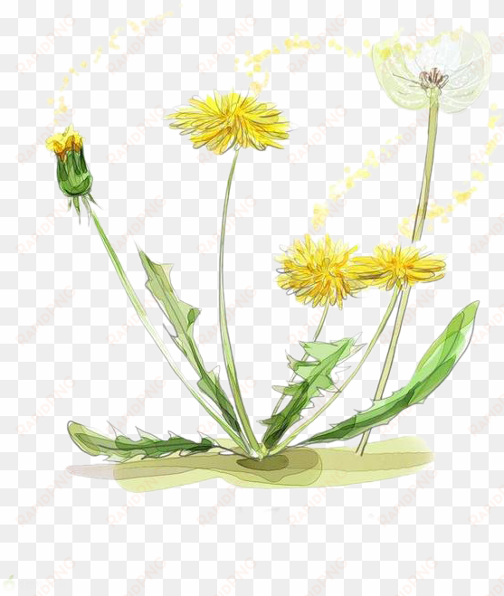 vector black and white download chamomile drawing watercolor - watercolor marigold transparent