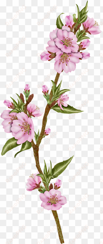 vector flowers, almond - artificial flower