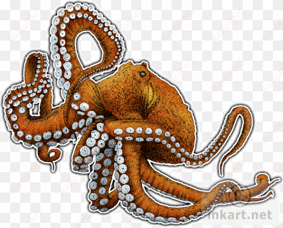 vector free wildlife art - giant pacific octopus drawing