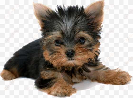 vector freeuse download yorkshire terrier puppy desktop - yorkshire terrier puppy