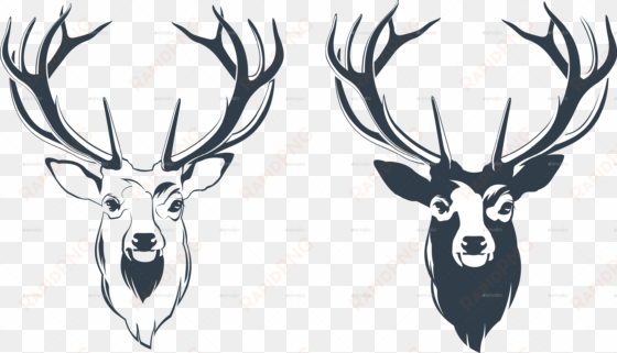 vector illustration of a male red deer head - stag head