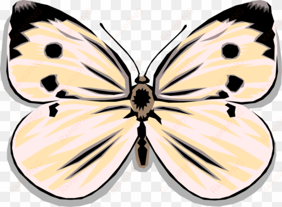 vector illustration of colorful white butterfly winged - vector graphics