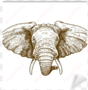 vector illustration of engraving elephant head wall - elephant head