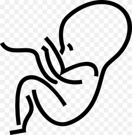 vector illustration of fetus prenatal human between