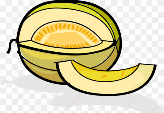 vector illustration of muskmelon cultivar honeydew - law