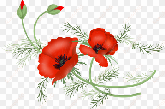 vector poppy png - library