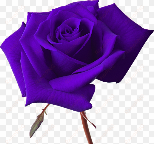 vector rose - purple rose transparent background