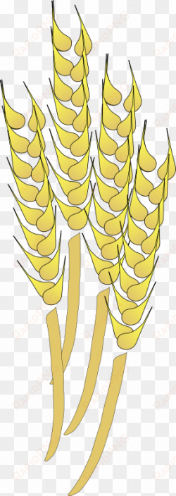 vector wheat psd - wheat clip art