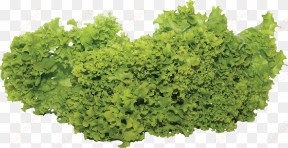 vegetable garden png
