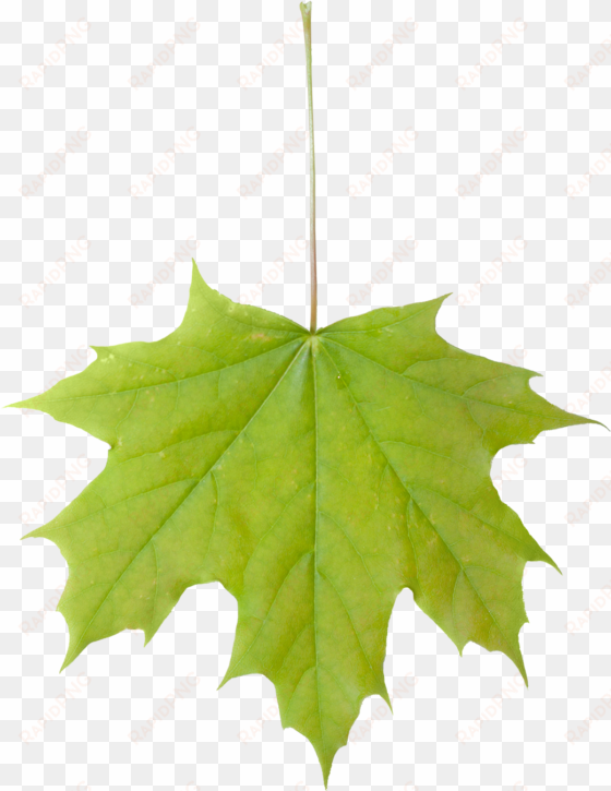 vegetation leaf maple 01 - maple