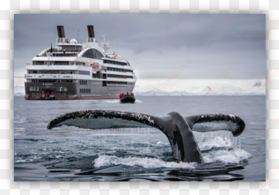 videoflow maritime cruise - cruise ship antarctica