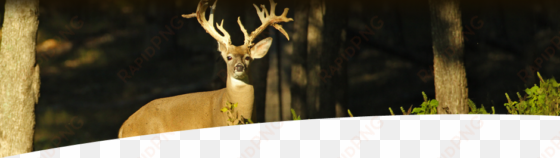 view our whitetail photo gallery - reindeer