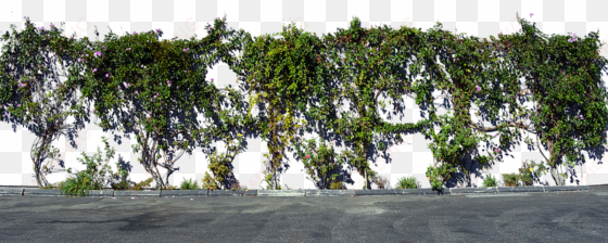 vines on wall png