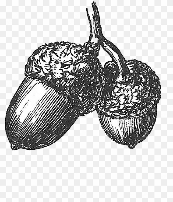 vintage acorn illustration - acorn drawing black and white