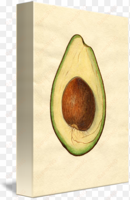 vintage illustration of an avocado by alleycatshirts - drawing