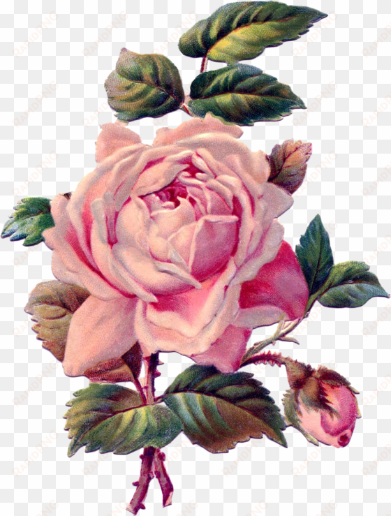 vintage roses png - rose drawing vintage