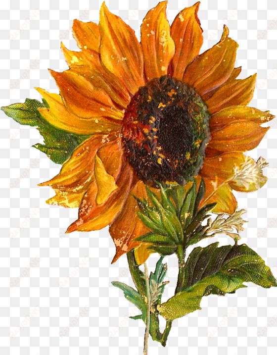 vintage sunflower png