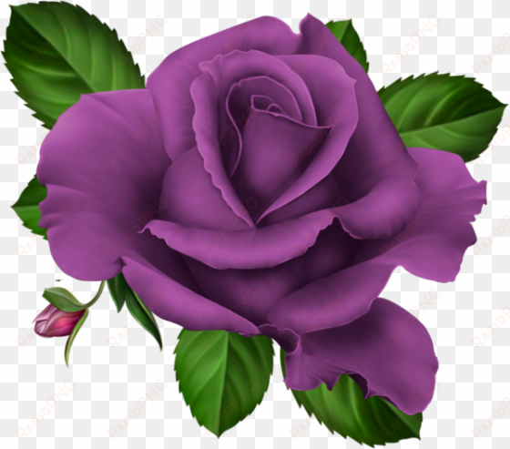 violets clip art roses pink roze rosa kwiaty png flowers - purple roses png