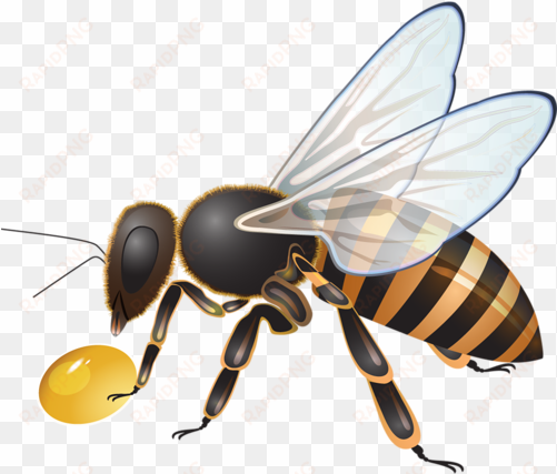 Visit - Bee transparent png image