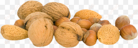 walnut png - nuts png